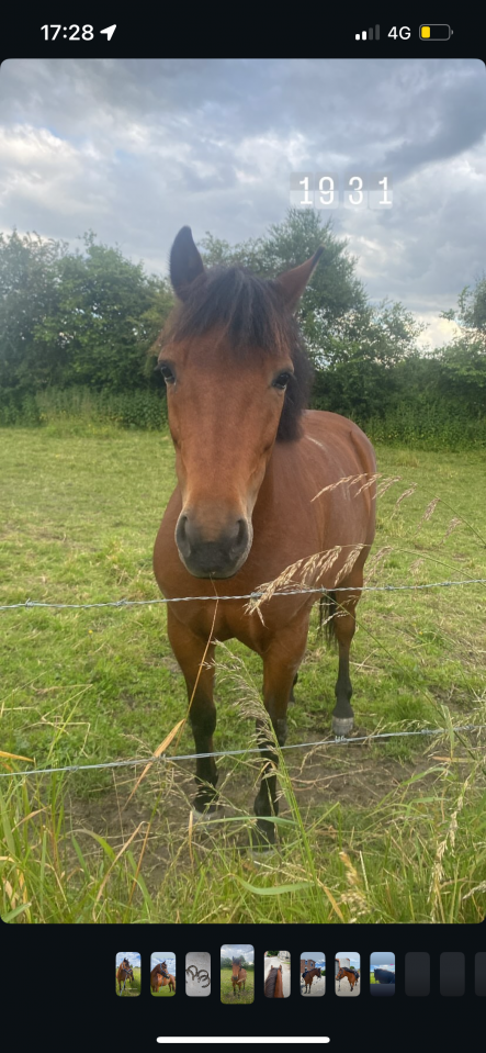 Mare Welsh Pony (Section B) For sale 2017 Bay