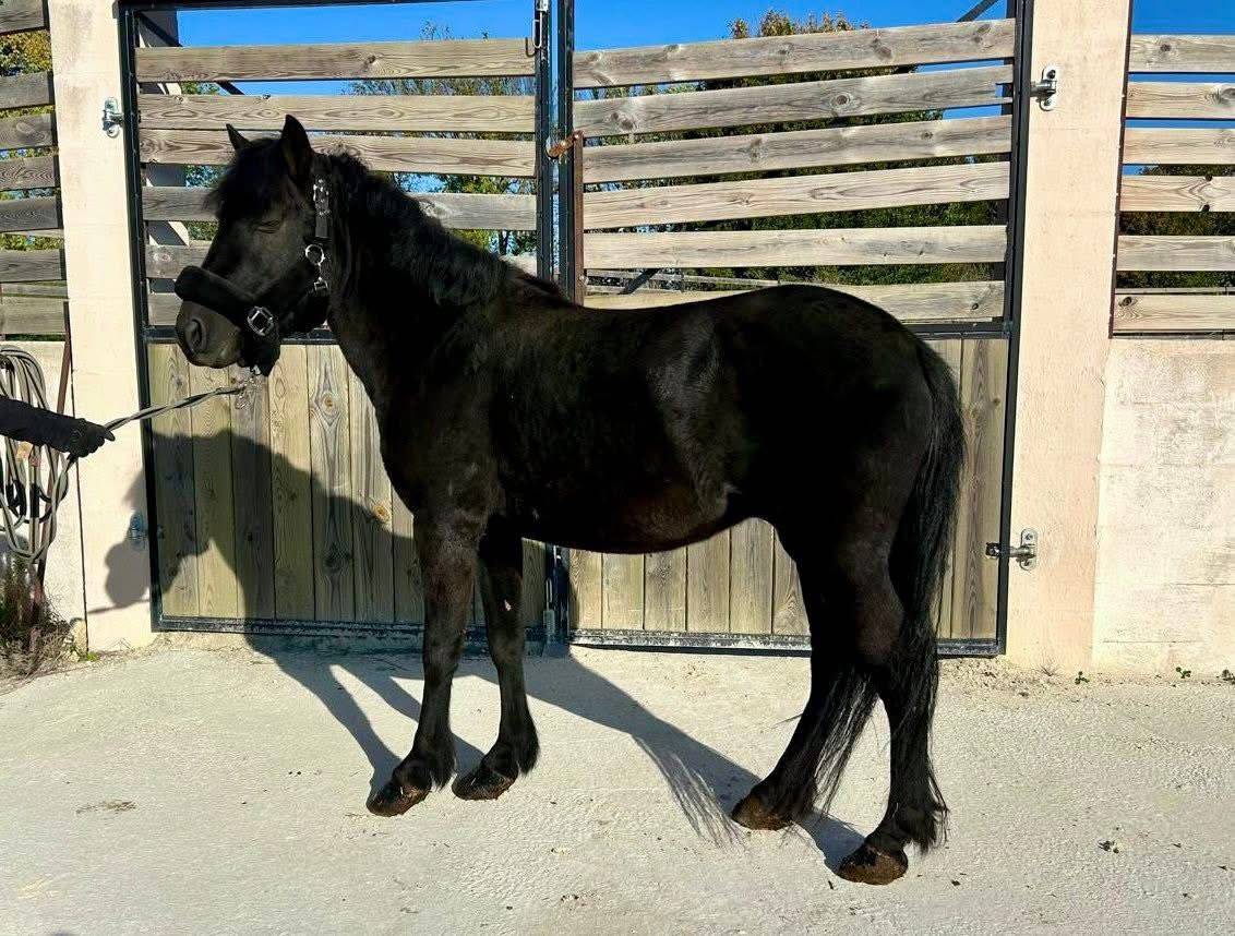 Gelding Pottok  For sale 2023 Black