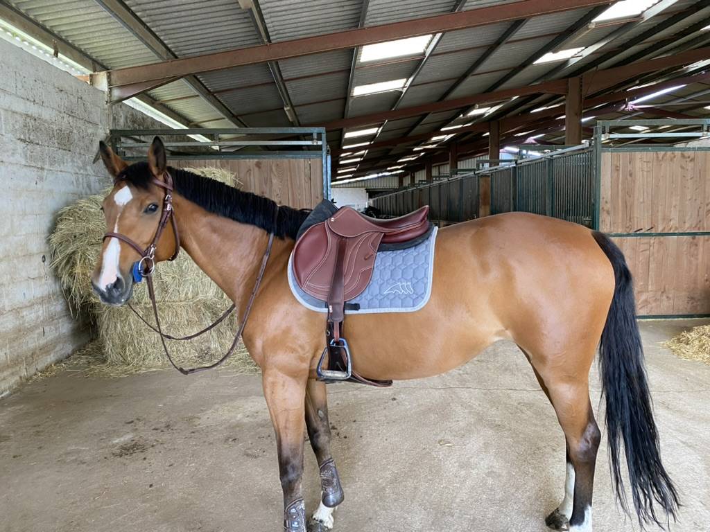 Mare Selle Fran&ccedil;ais For sale 2013 Bay