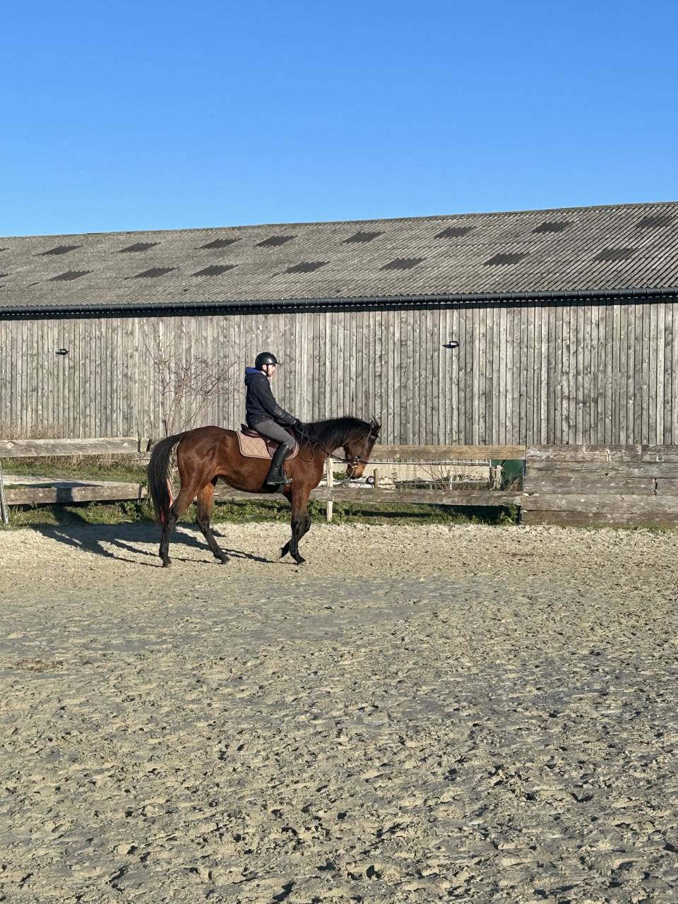 Mare Thoroughbred For sale 2020 Bay