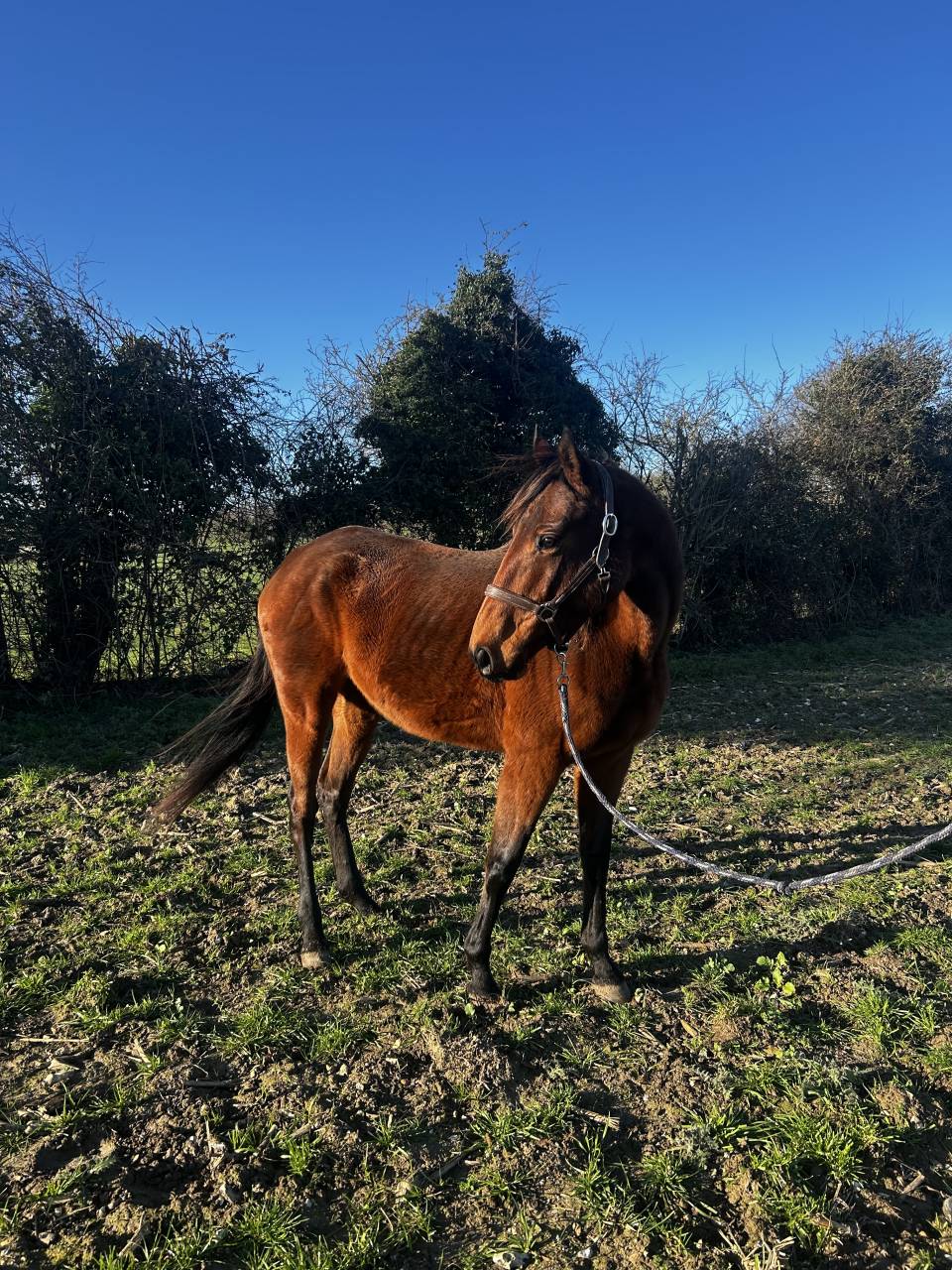 Mare Thoroughbred For sale 2020 Bay