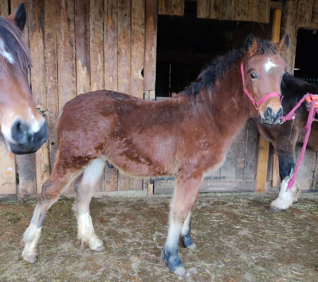 Colt Welsh Pony (Section D), Welsh Cob For sale 2025 Bay