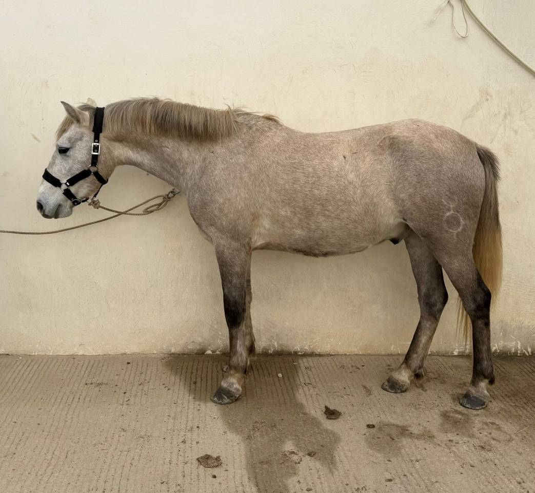 Gelding Camargue For sale 2023 Grey