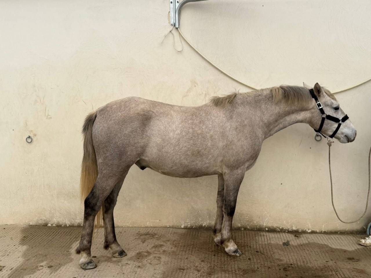 Gelding Camargue For sale 2023 Grey