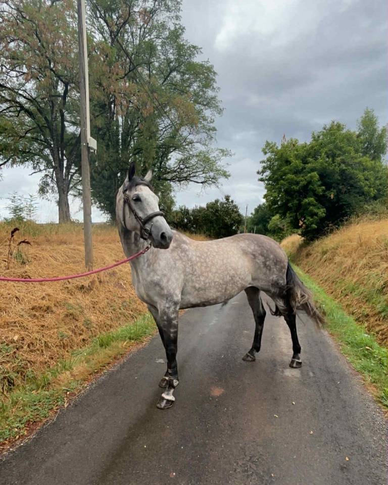 Mare KWPN Dutch Warmblood For sale 2016 Grey