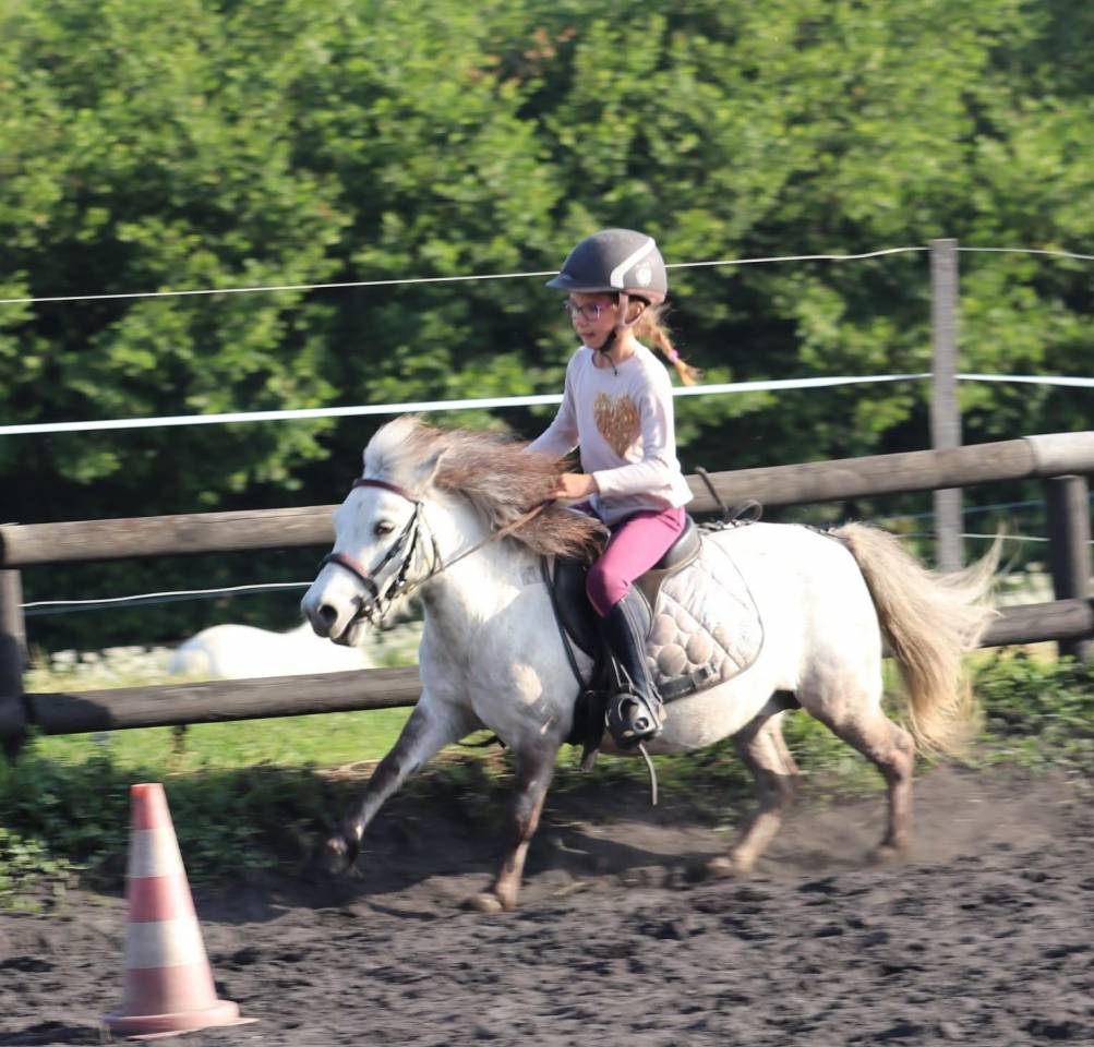 Mare Origin Recorded For sale 2012 Grey