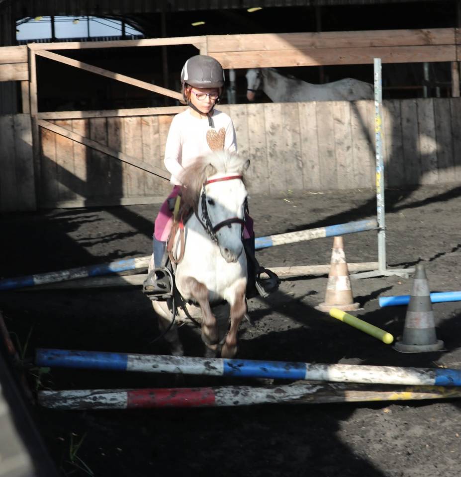 Mare Origin Recorded For sale 2012 Grey