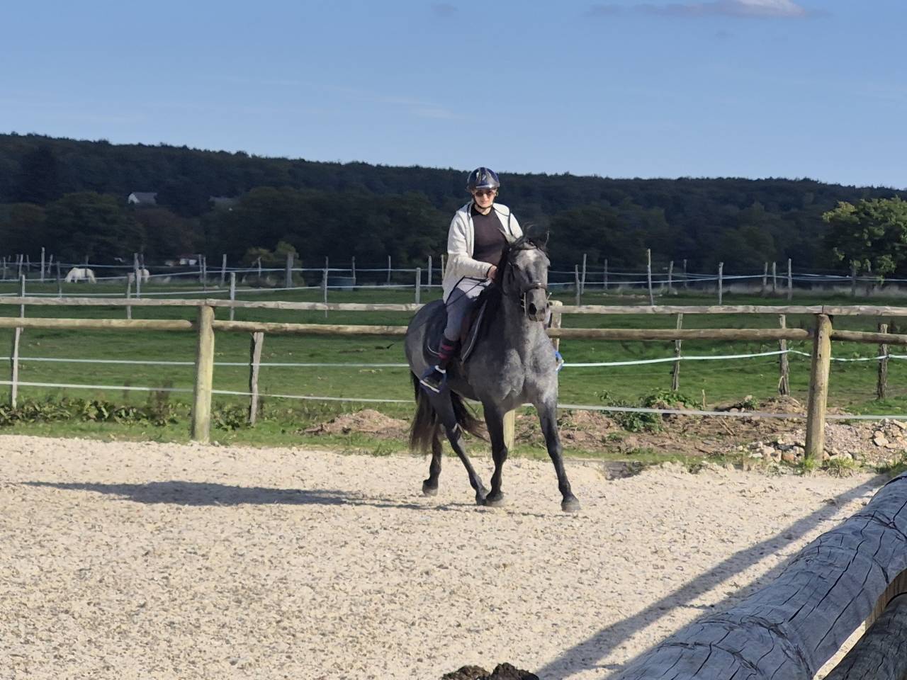 Gelding Connemara For sale 2022 Grey