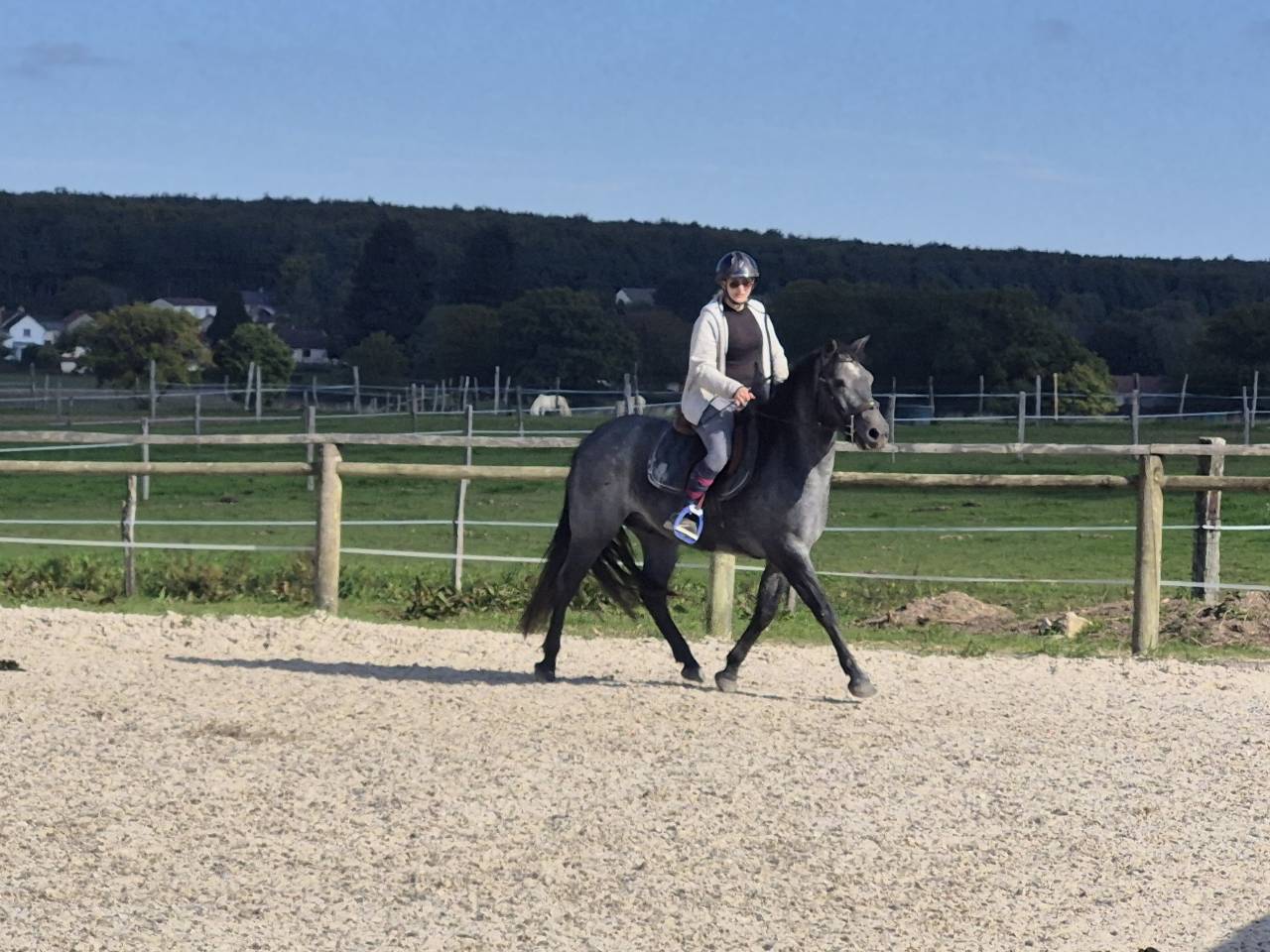 Gelding Connemara For sale 2022 Grey