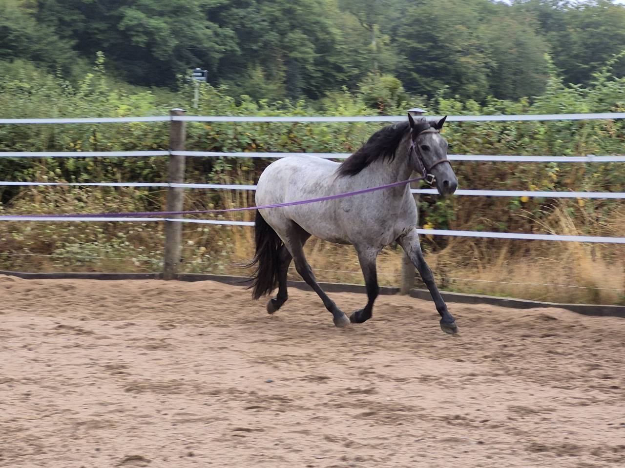 Gelding Connemara For sale 2022 Grey