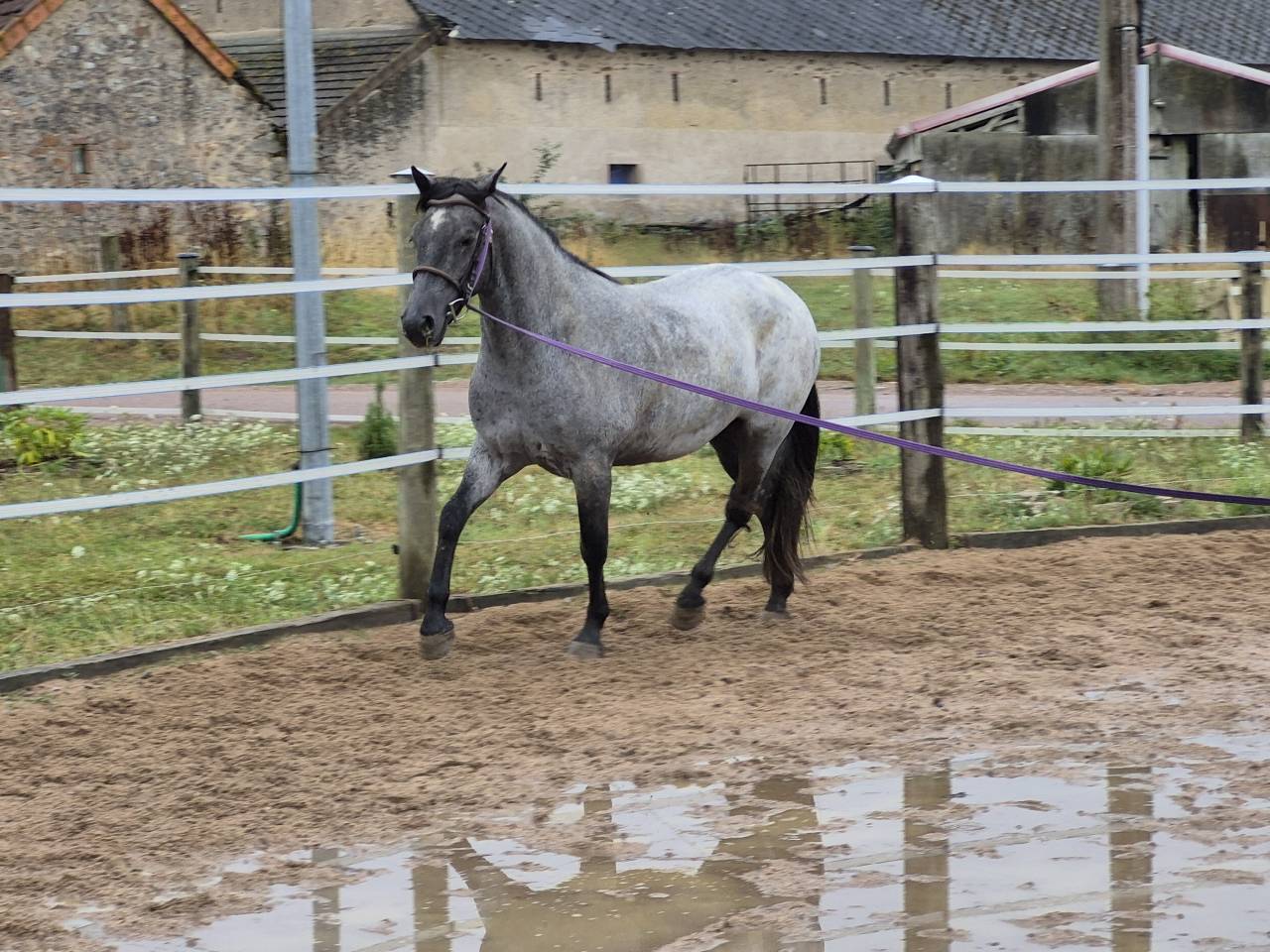 Gelding Connemara For sale 2022 Grey