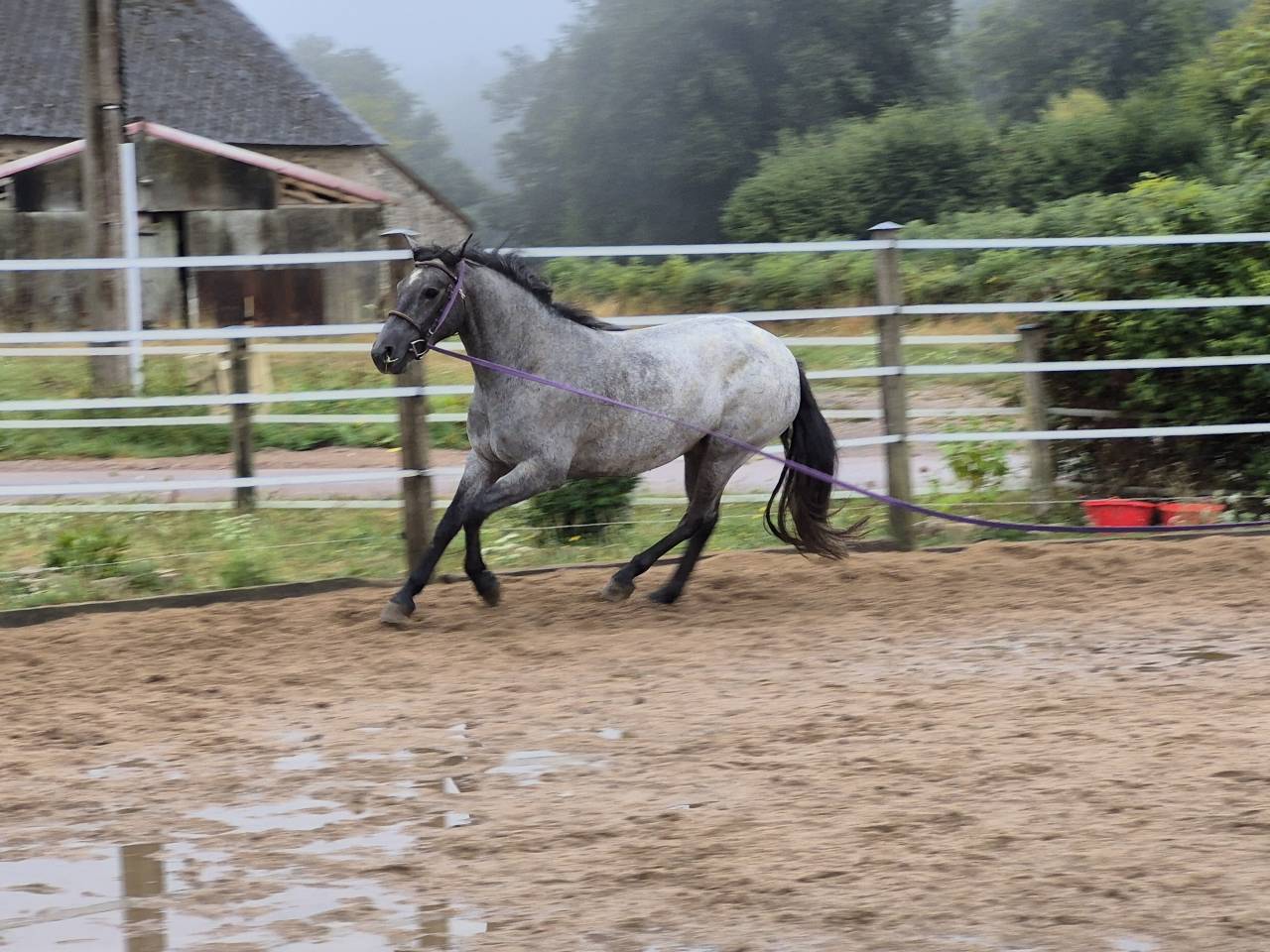 Gelding Connemara For sale 2022 Grey