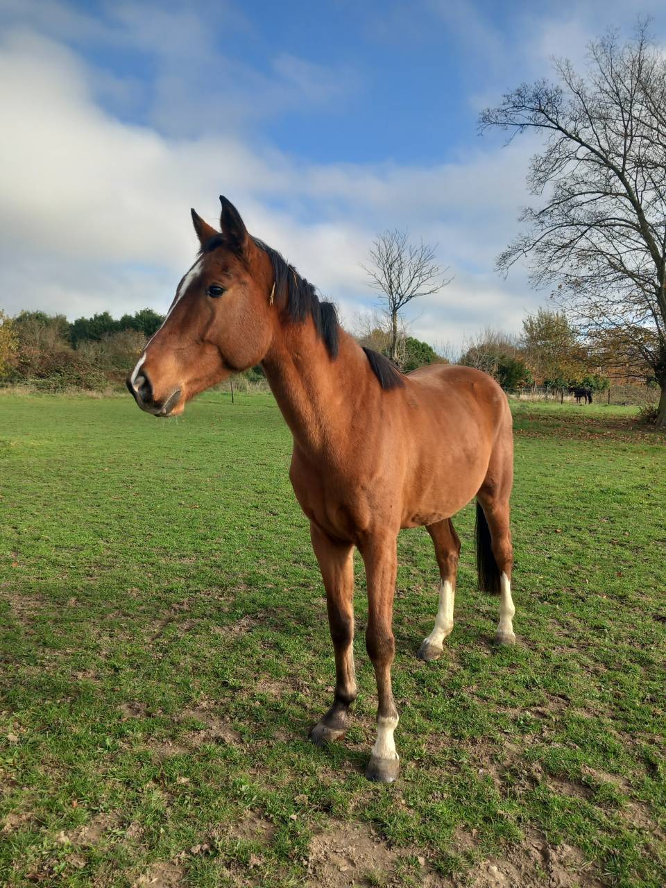 Gelding sBs Belgian Warmblood For sale 2021 Bay
