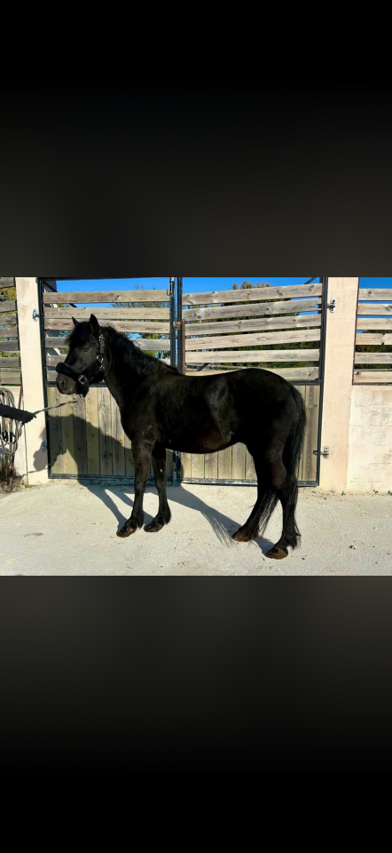 Gelding Pottok  For sale 2022 Black