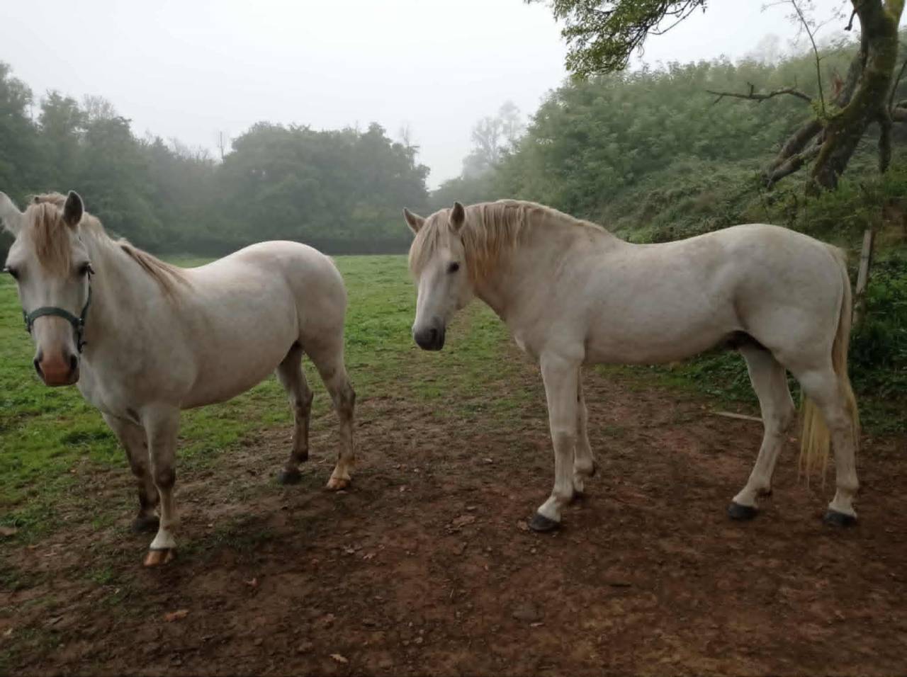 Gelding Connemara For sale 2018 Grey