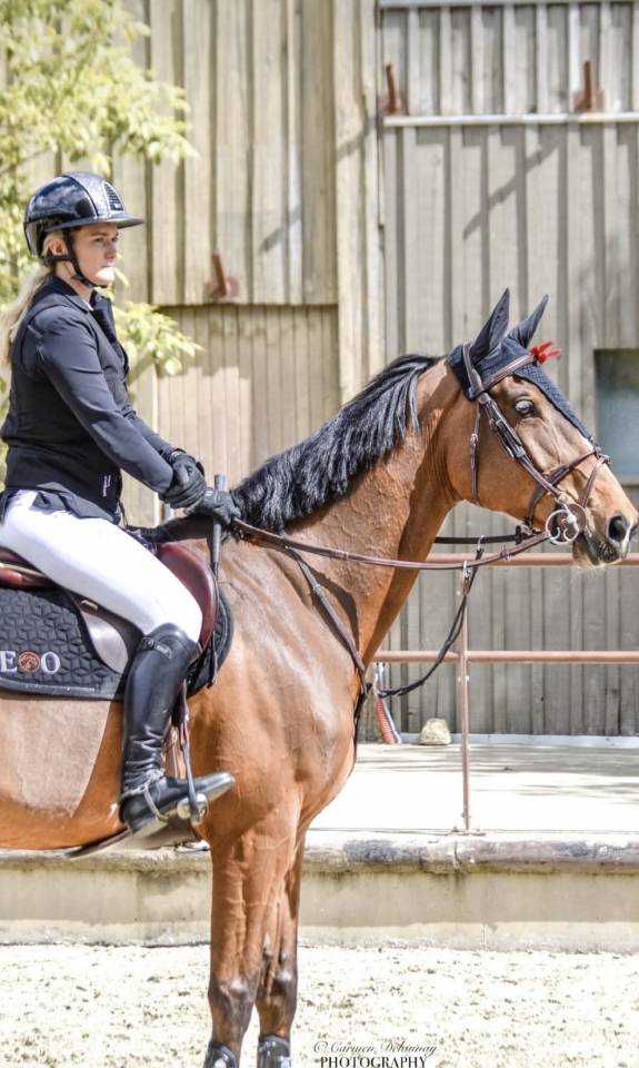 Mare Oldenburg For sale 2015 Bay