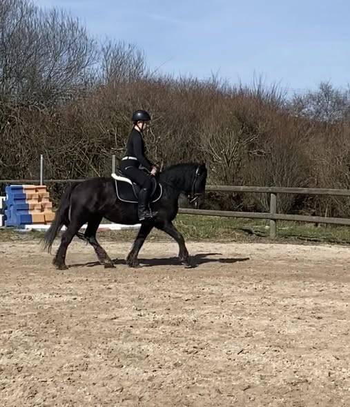 Mare Ariegeois, M&eacute;rens For sale 2020 Black