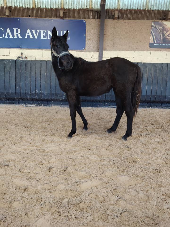 Filly sBs Belgian Warmblood For sale 2024 Black