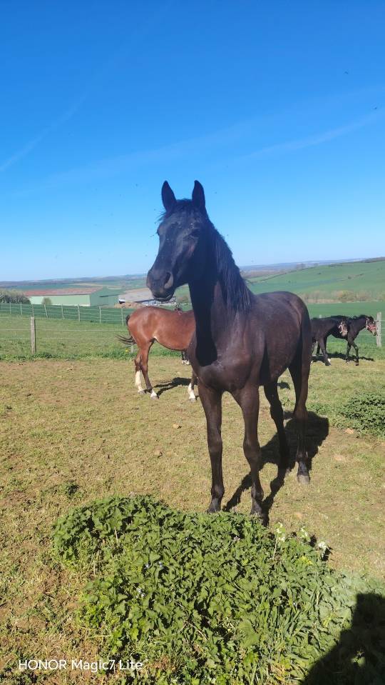 Filly sBs Belgian Warmblood For sale 2024 Black