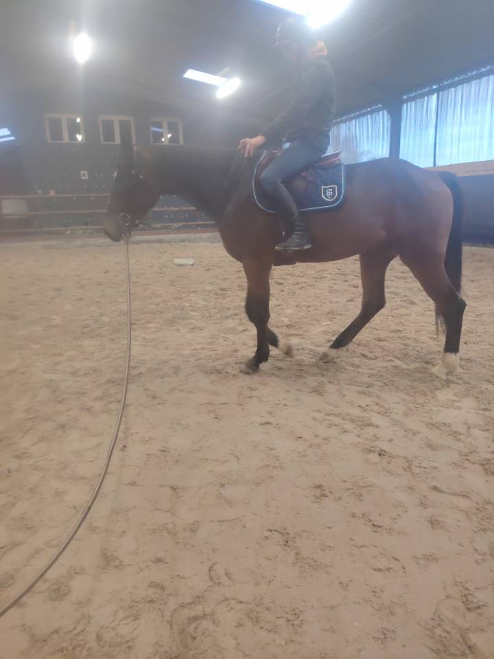 Gelding Selle Fran&ccedil;ais For sale 2022 Dark Bay