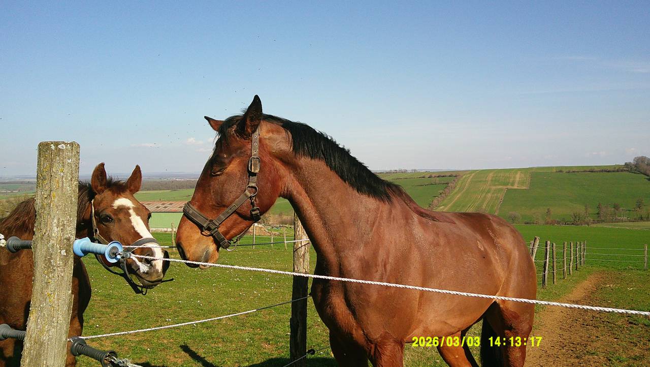 Gelding Selle Fran&ccedil;ais For sale 2022 Dark Bay