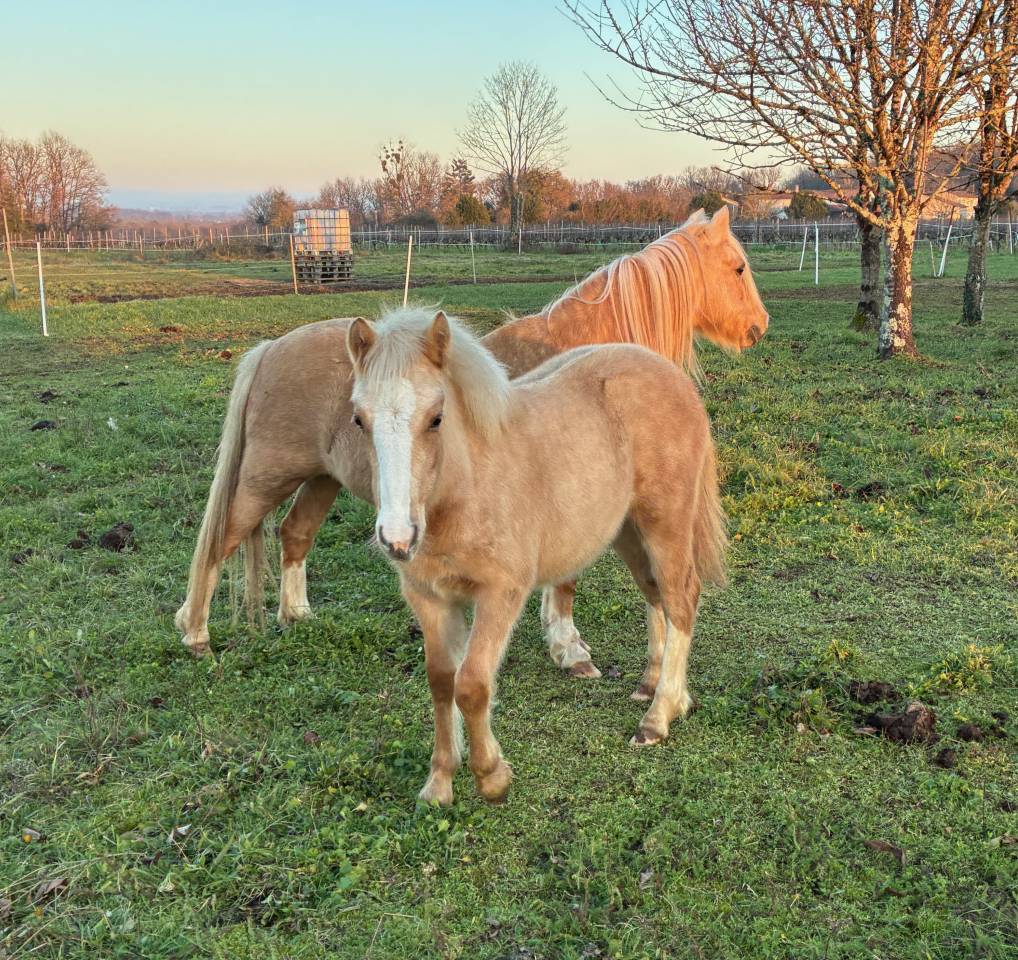 Filly Welsh Pony (Section C) For sale 2025 Palomino