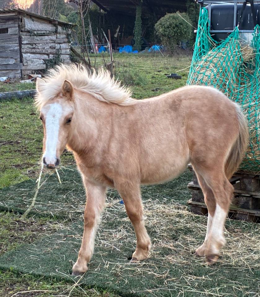 Filly Welsh Pony (Section C) For sale 2025 Palomino