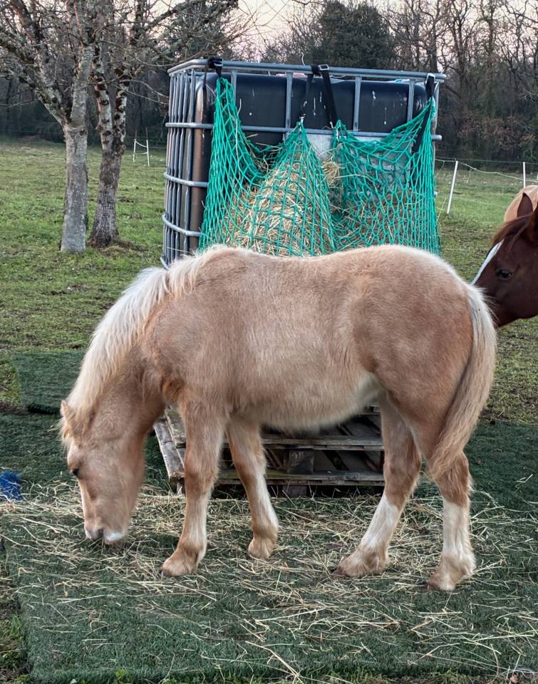Filly Welsh Pony (Section C) For sale 2025 Palomino