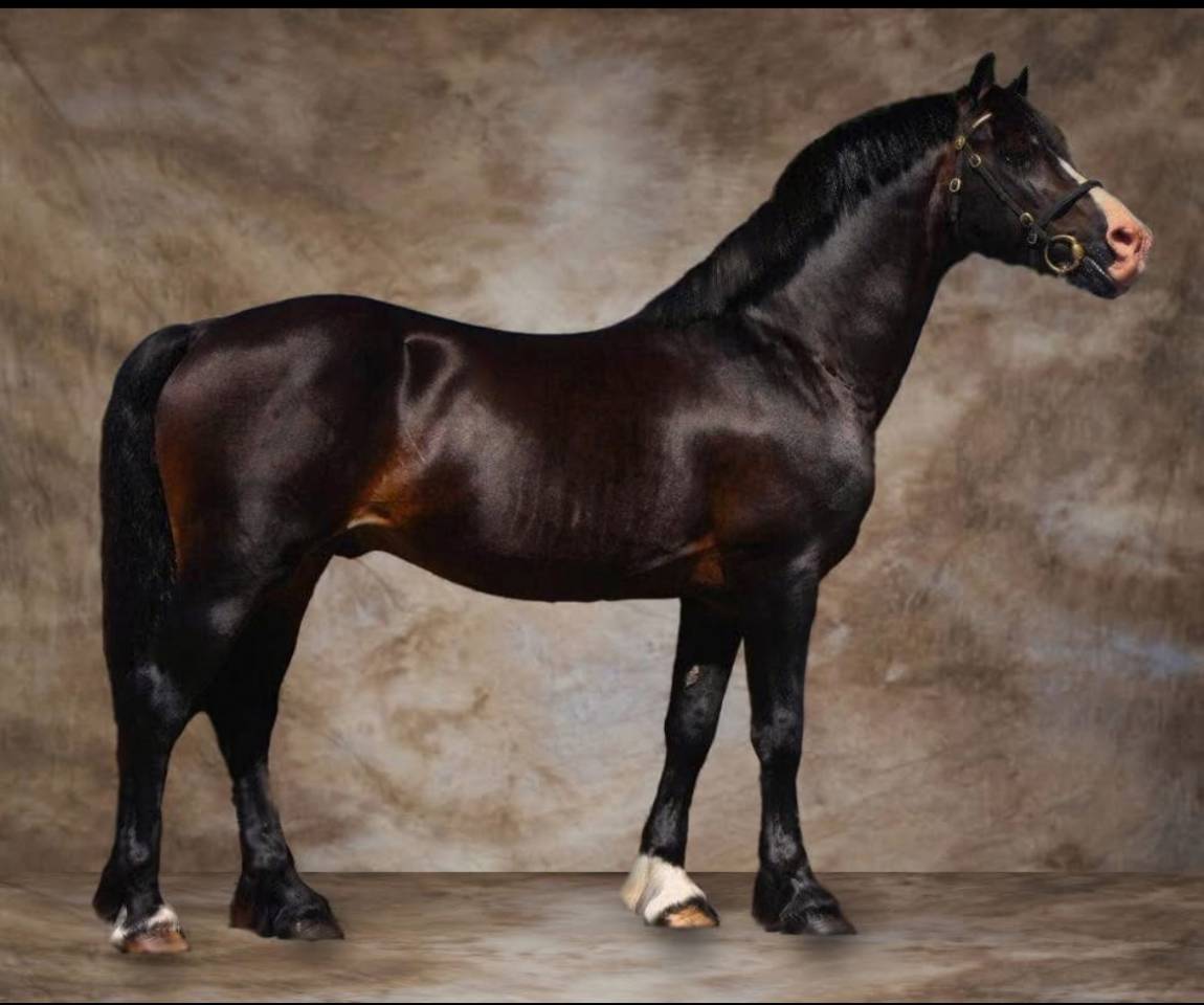 Filly Welsh Pony (Section C) For sale 2025 Palomino