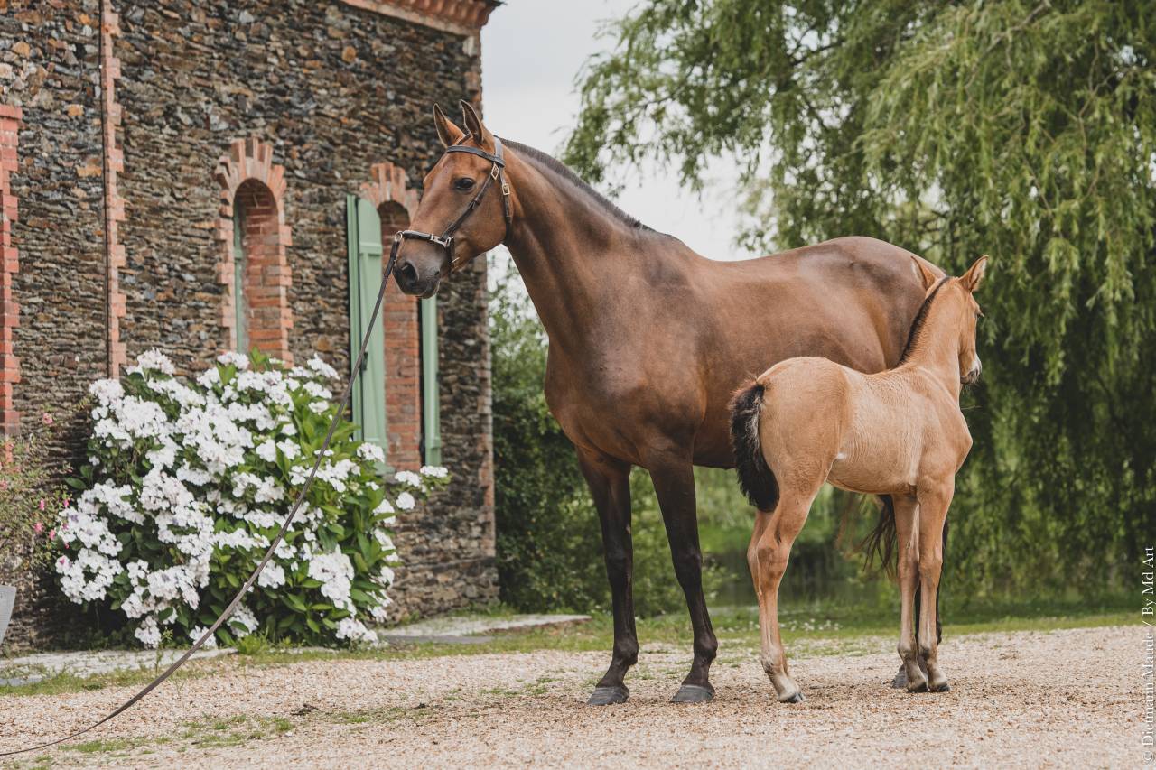 Broodmare Lusitano For sale 2006 Bay