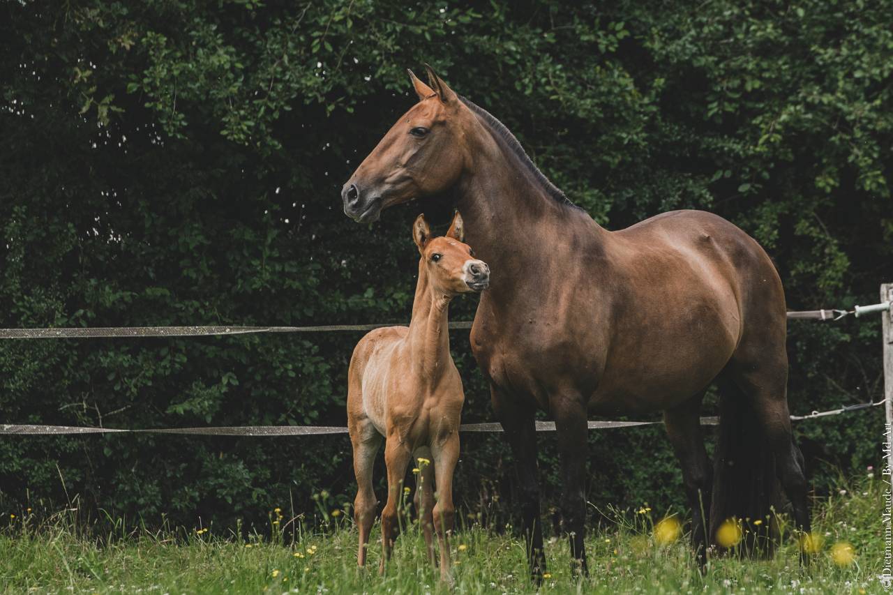 Broodmare Lusitano For sale 2006 Bay