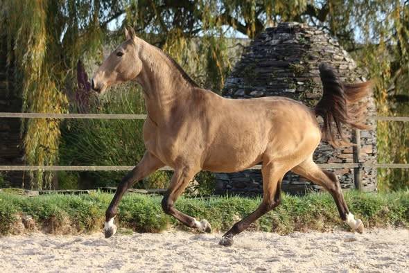 Broodmare Lusitano For sale 2006 Bay