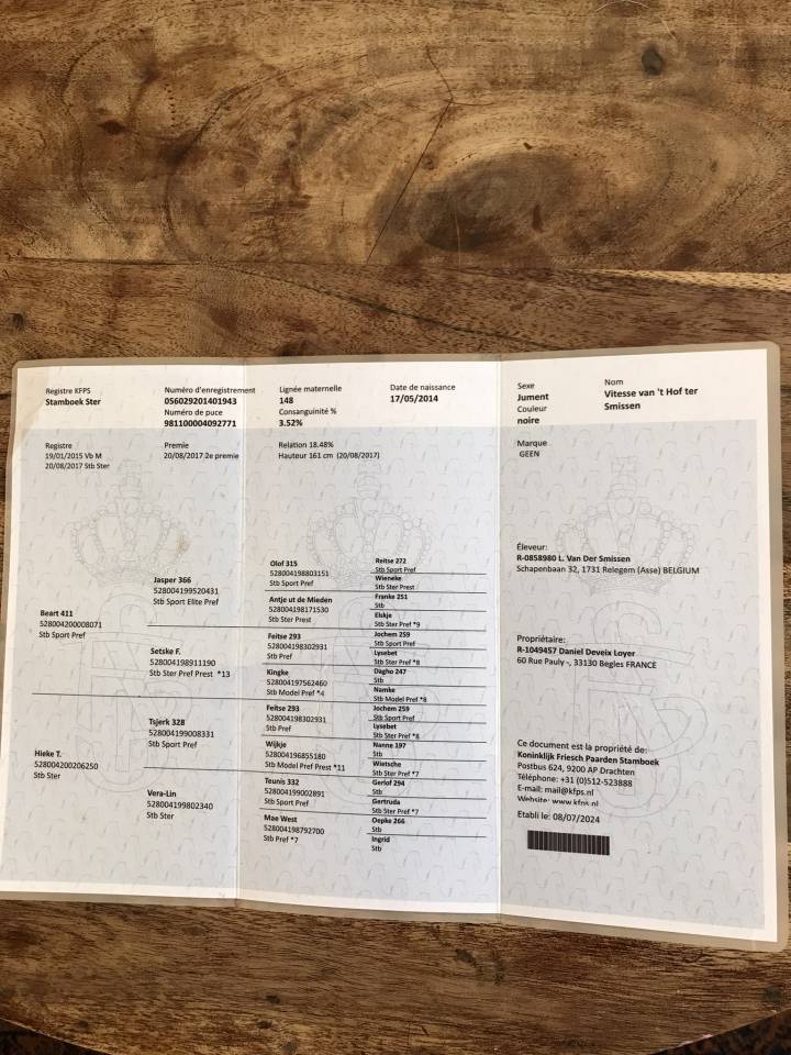 Mare Friesian For sale 2014 Black