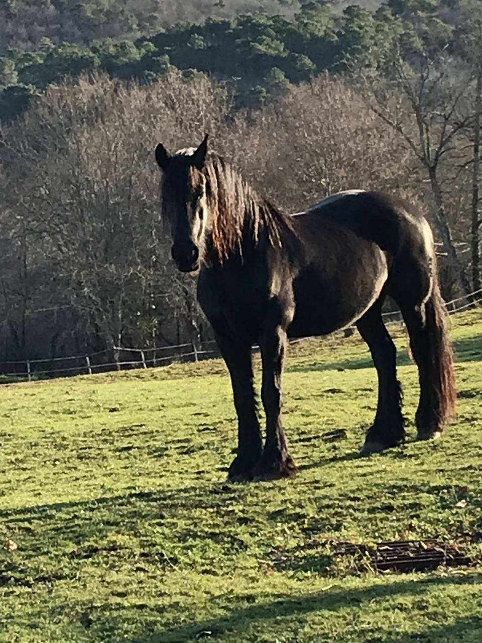 Mare Friesian For sale 2014 Black