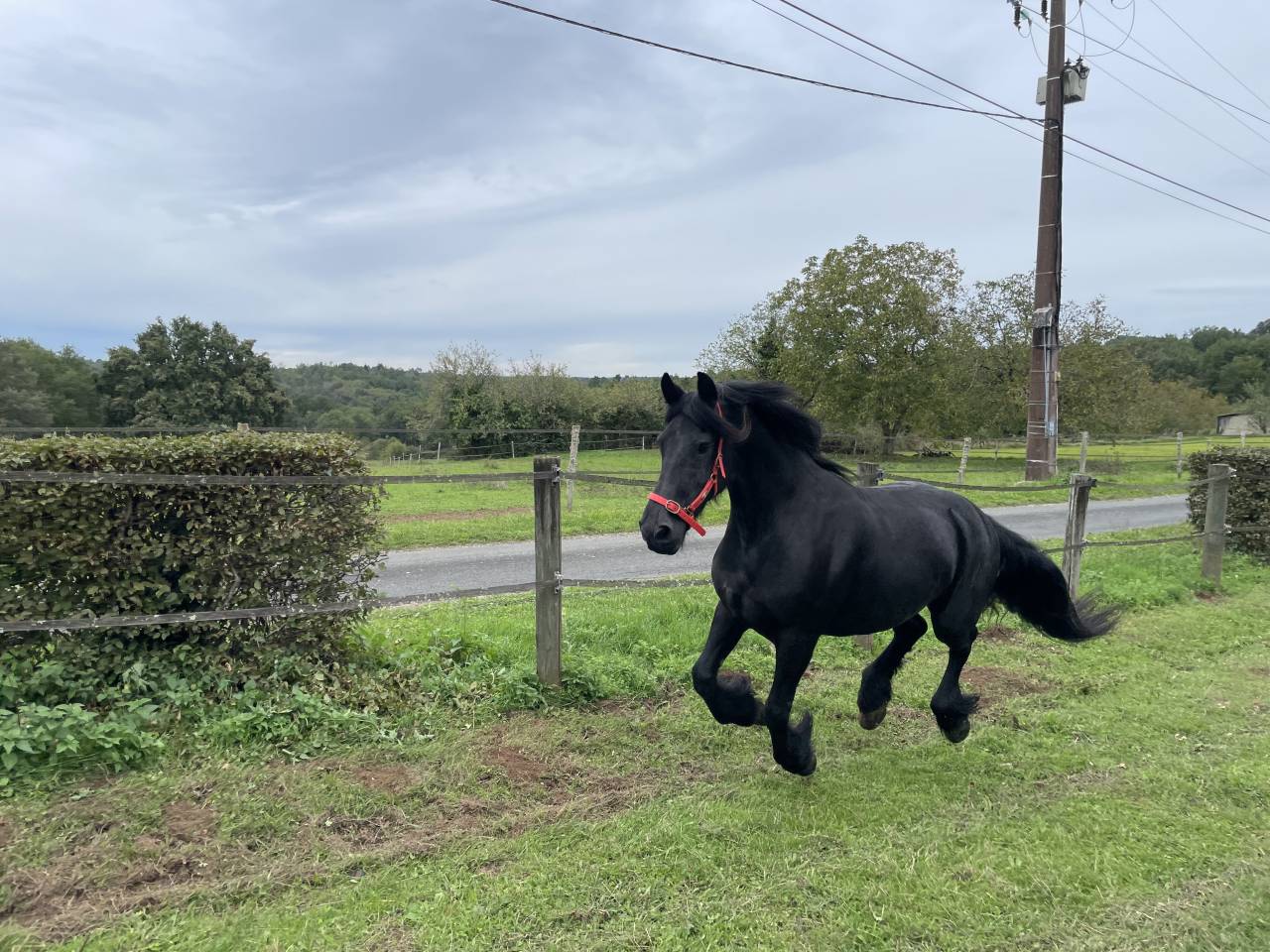 Mare Friesian For sale 2014 Black