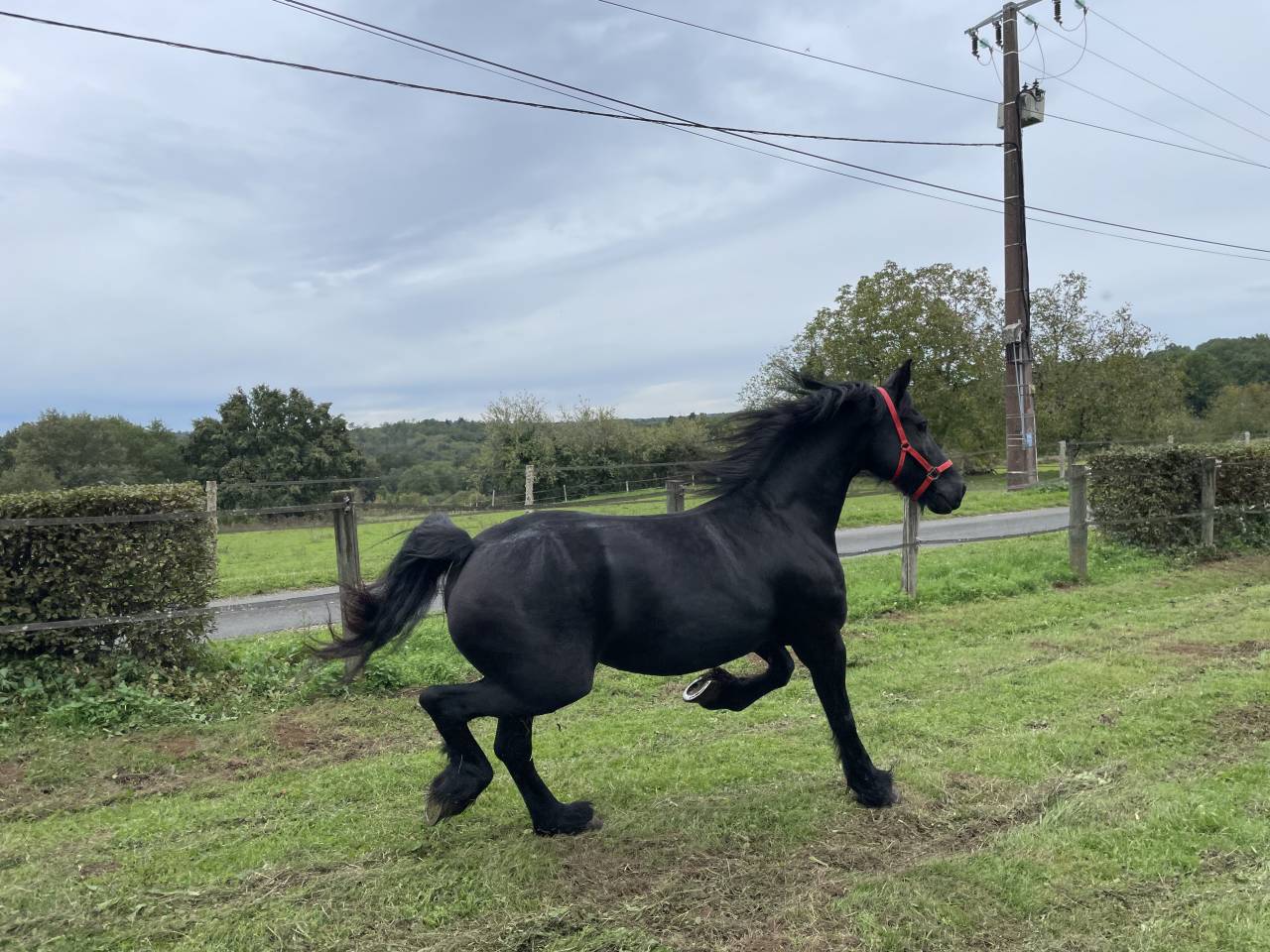 Mare Friesian For sale 2014 Black