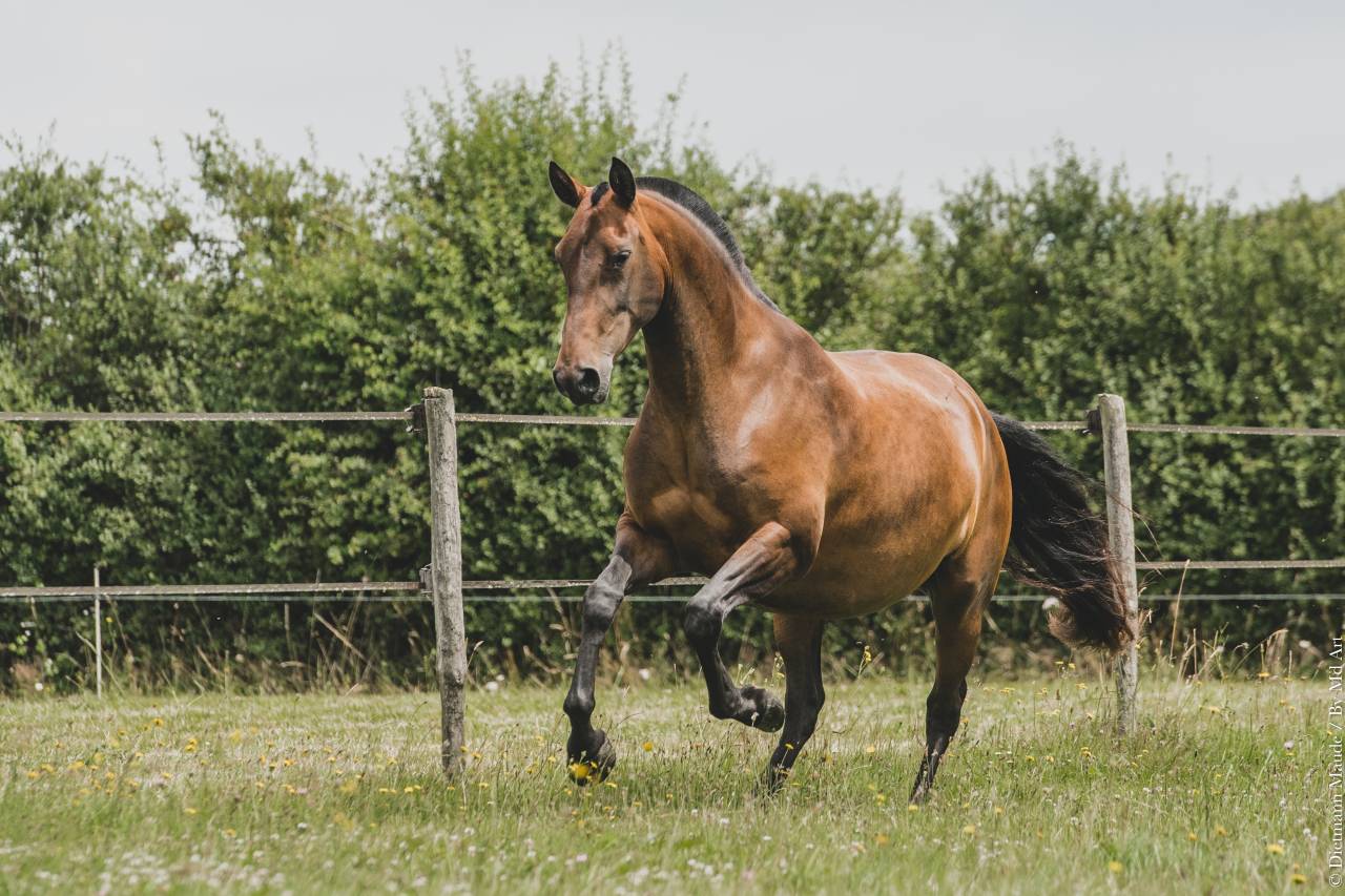 Broodmare Lusitano For sale 2013 Bay