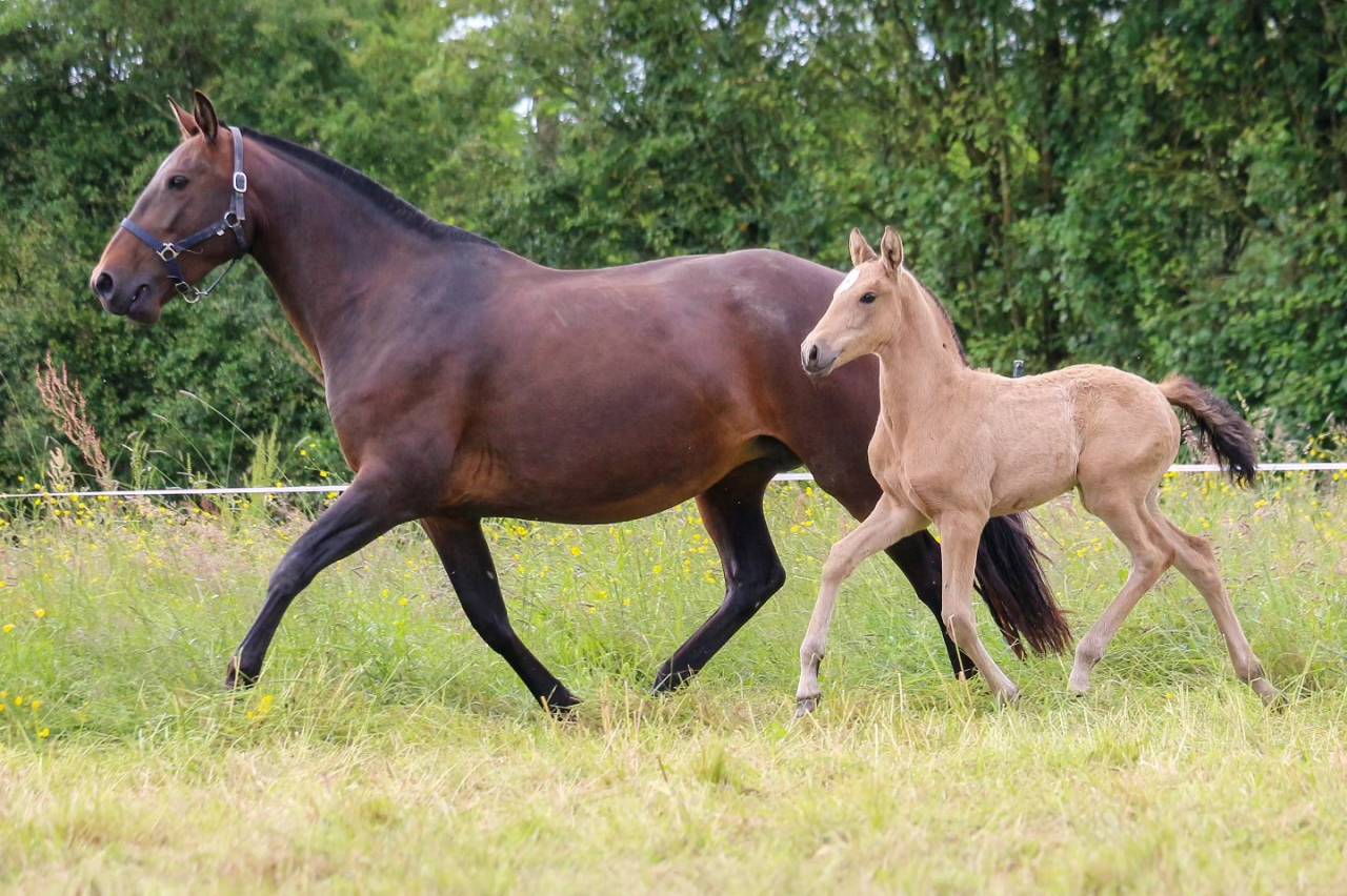 Broodmare Lusitano For sale 2013 Bay