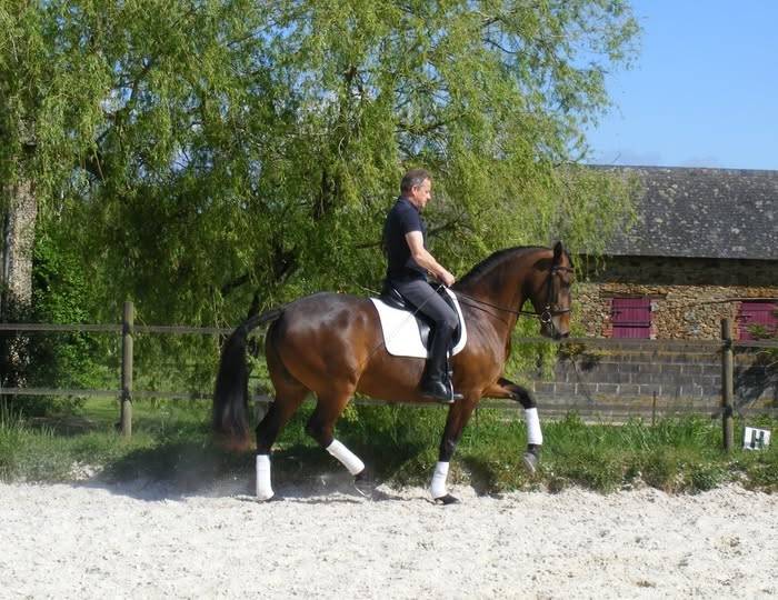 Broodmare Lusitano For sale 2013 Bay