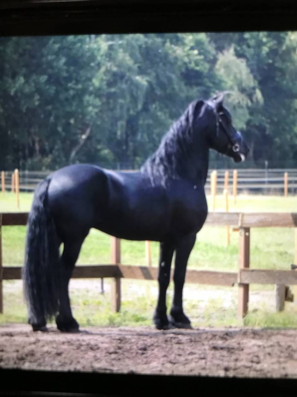 Gelding Friesian For sale 2014 Black
