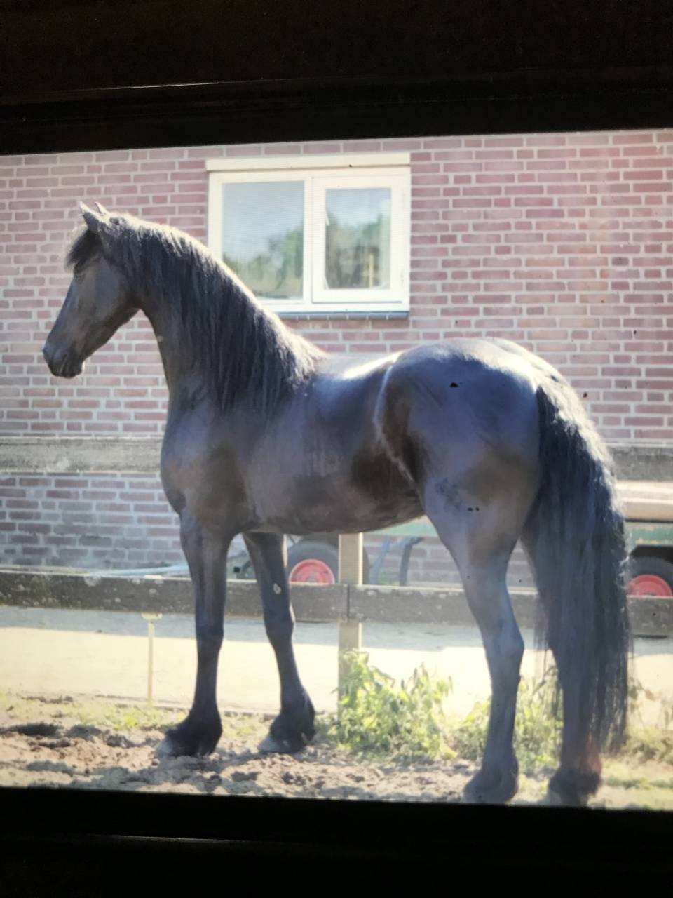 Gelding Friesian For sale 2014 Black