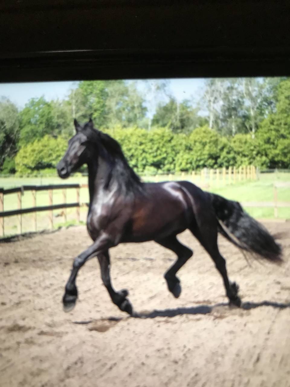 Gelding Friesian For sale 2014 Black