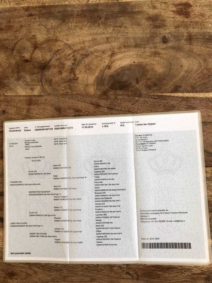 Gelding Friesian For sale 2014 Black