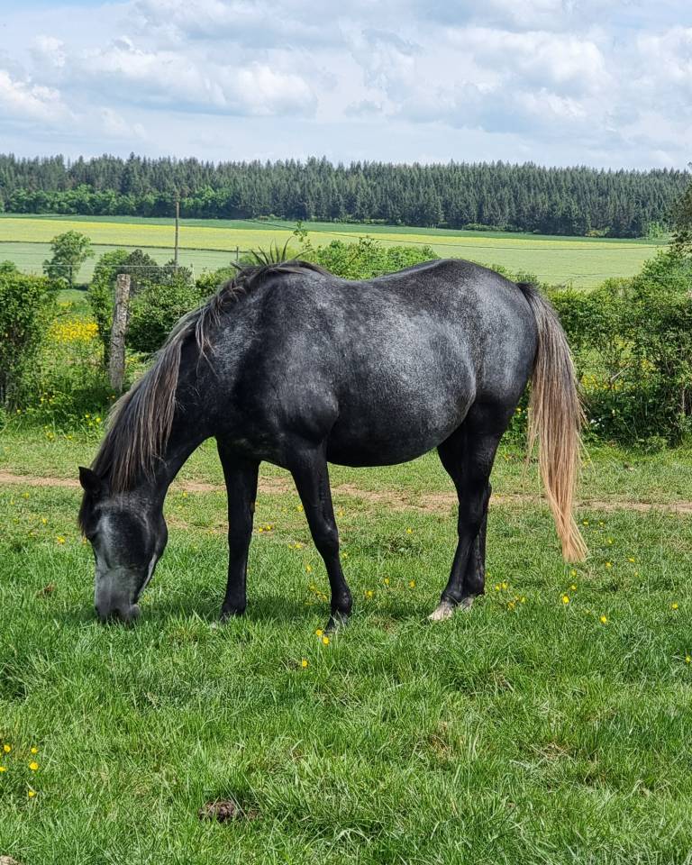 Broodmare Arabian Thoroughbred For sale 2020 Black