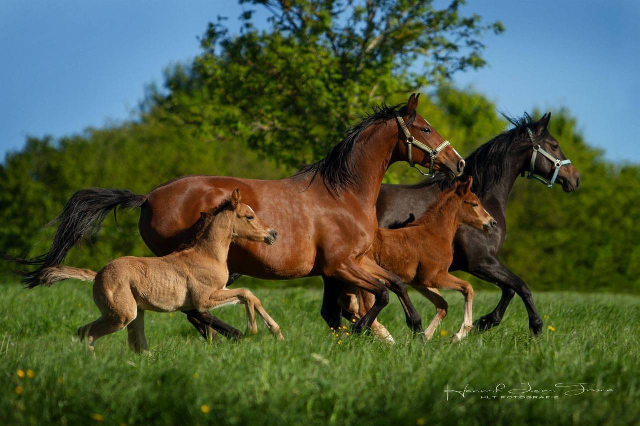 Broodmare French Saddle Pony For sale 2011 Bay