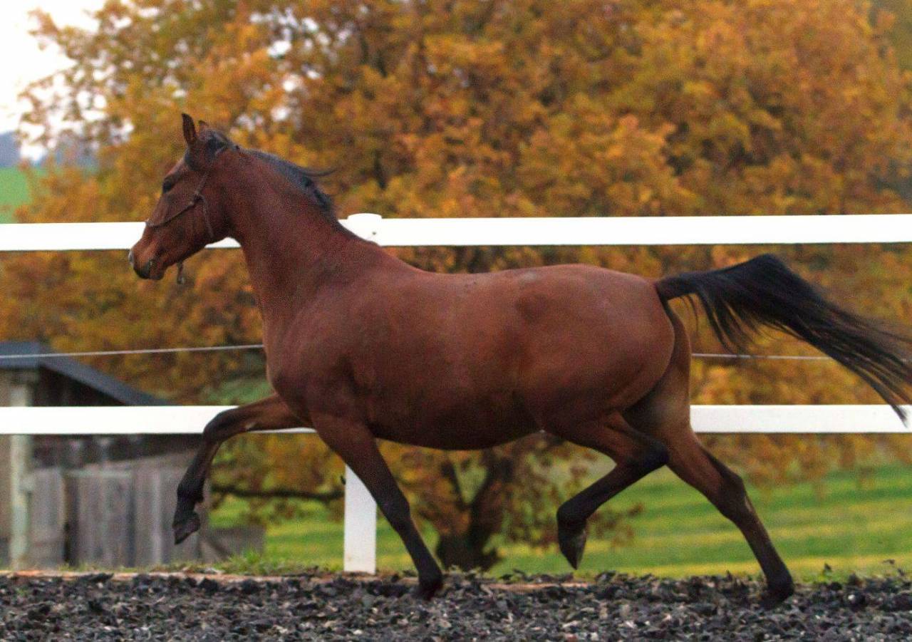 Broodmare French Saddle Pony For sale 2011 Bay