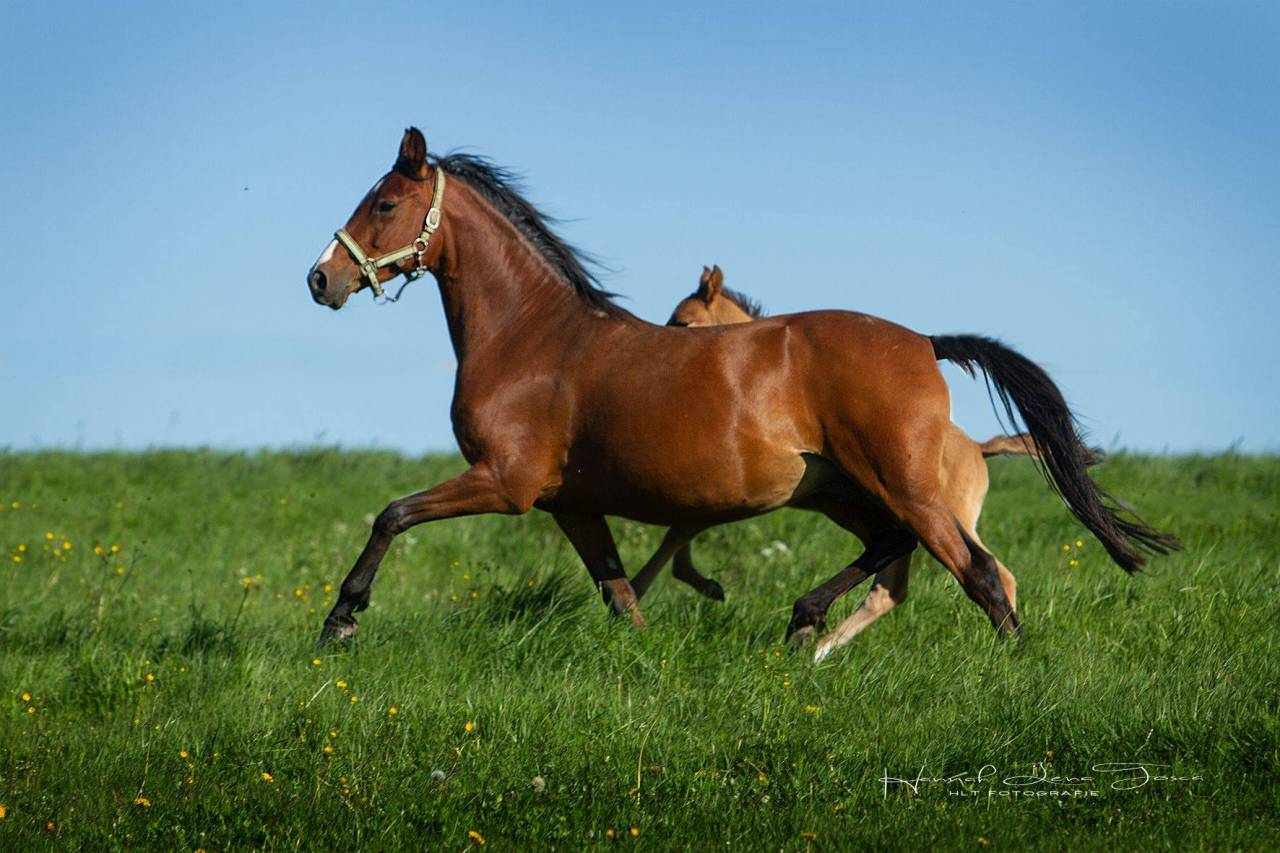 Broodmare French Saddle Pony For sale 2011 Bay