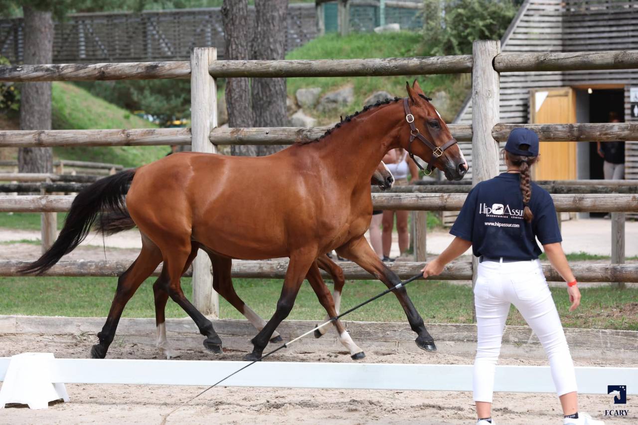 Broodmare French Saddle Pony For sale 2011 Bay