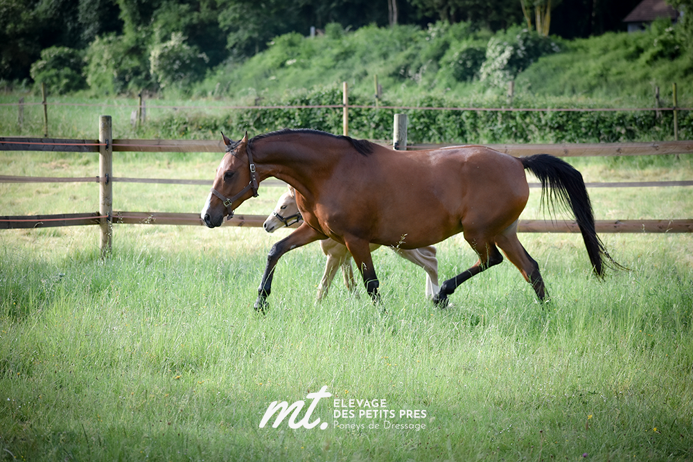 Broodmare French Saddle Pony For sale 2011 Bay