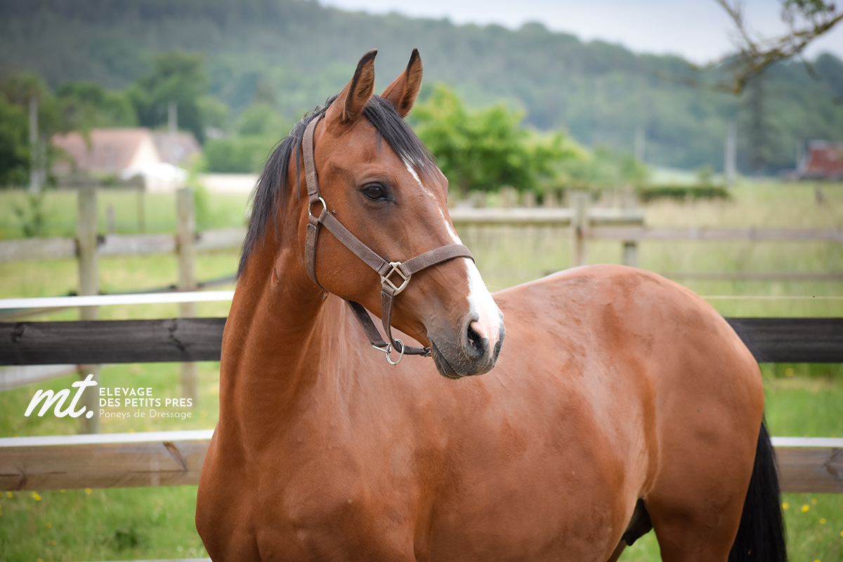 Broodmare French Saddle Pony For sale 2011 Bay